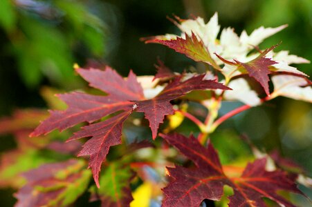 Forest needle leaf maple color photo