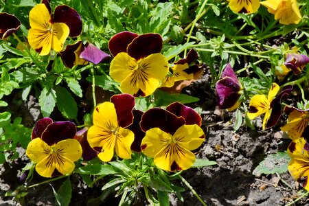 Tricolor summer nature