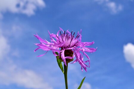 Beautiful Flowers bloom blooming photo