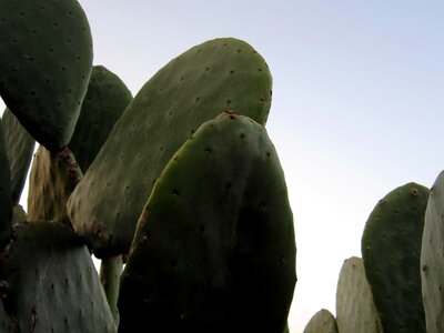 Cactus desert flora