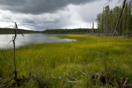 Wetlands around lake