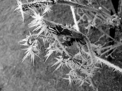 Beautiful Photo black and white cold photo