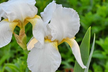 Gardening iris petals