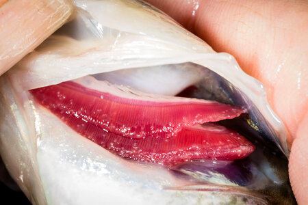 Glochidia on bass gill-1