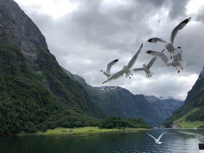 Animals flying flyover photo