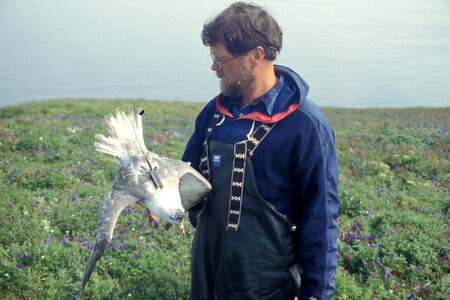 Northern fulmar with transmitter