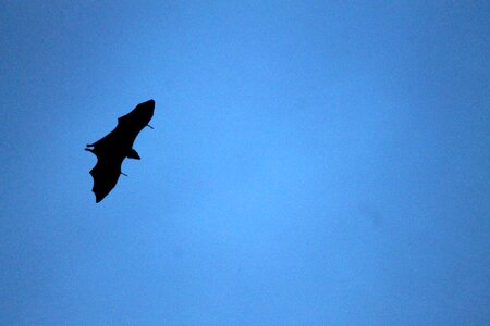 Flying wildlife high fly