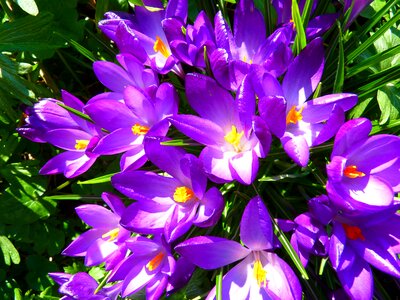 Crocus flower spring photo
