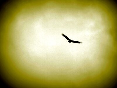 Bird hawk raptor