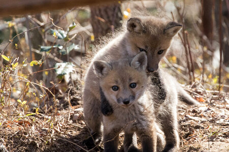 Red fox kits-2