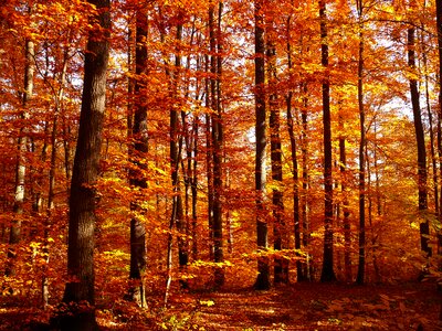 Golden autumn autumn forest autum photo