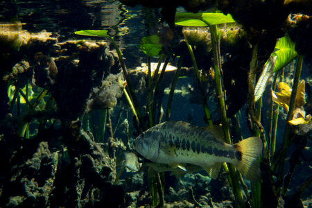 Largemouth bass-1 photo