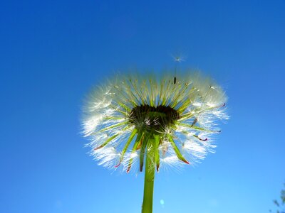 Seeds plant sky