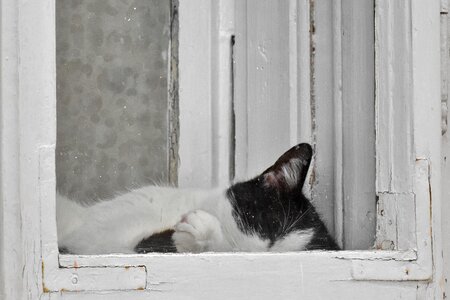 Black And White domestic cat sleeping photo
