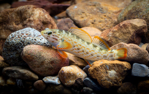 Redline darter 