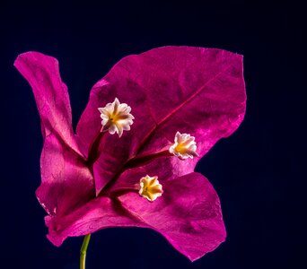 Flower pink bougainville photo