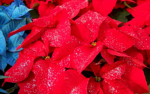 Glitter red white
