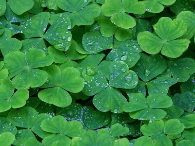 Clover dew 