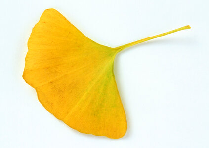 ginkgo dried leaf photo