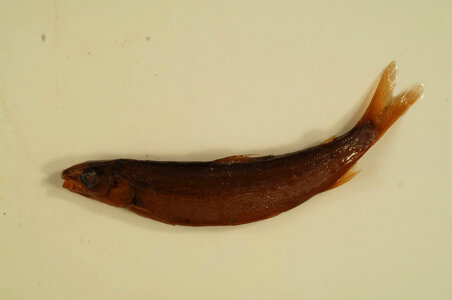 Coregonus clupeaformis