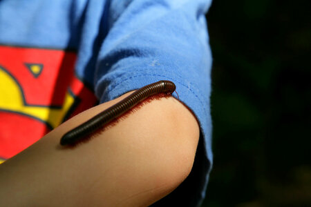 Millipede crawling on a boy's arm