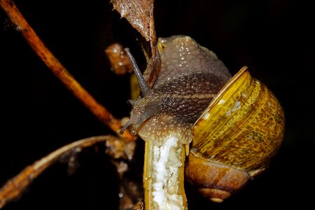 Animal gastropod insect photo