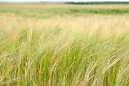 Agricultural agriculture cereal photo