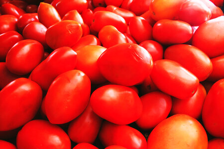 Fresh Tomatoes