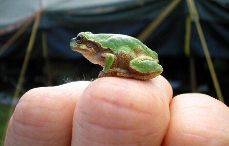 Green amphibian small