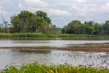 Wetland at Prime Hook NWR
