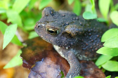 American amphibia amphibian