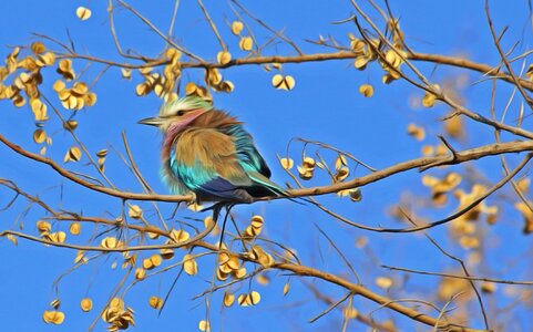 Animal beautiful photo bird