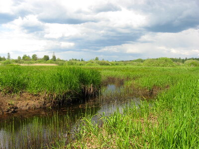 Pond and Grassland photo