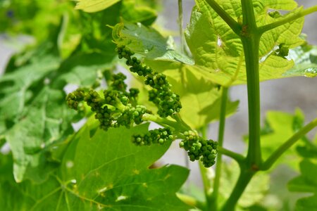 Agricultural vineyard leaf