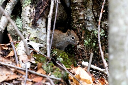 Animal branch brown