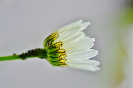 Floral plant leaf photo