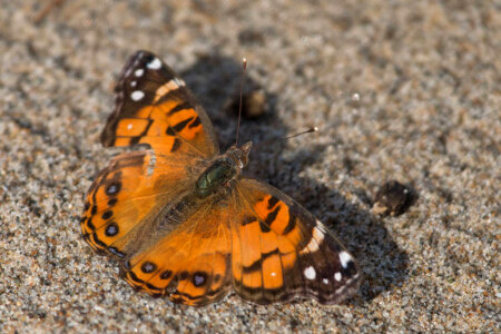American painted lady 