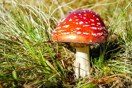 Beautiful Photo flora fungus