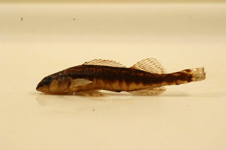 Percina nigrofasciata-1