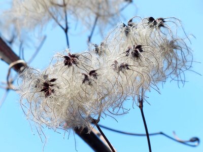 Blue Sky branch cloud photo