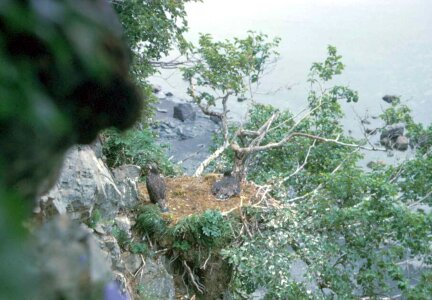 Cliff eagle nest