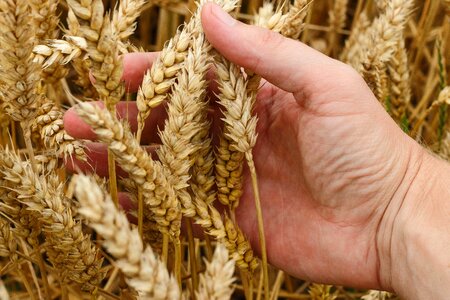 Agriculture beautiful photo cereal