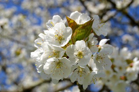 Cherry garden spring
