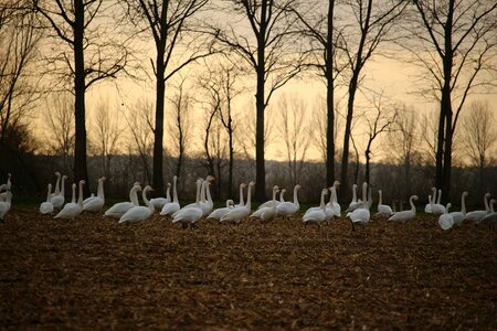 Swans field arable