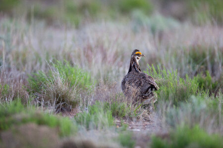 Lesser Prairie-Chicken-2 photo