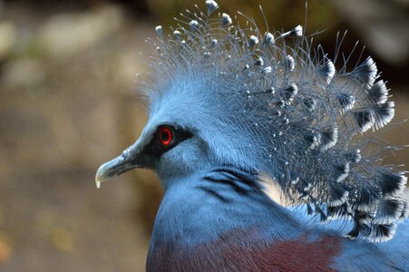 Wings feather wildlife photo