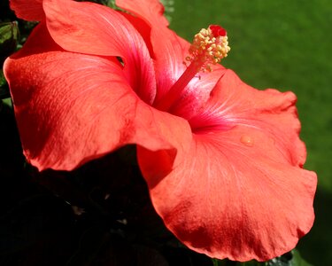 Bloom red pistil photo