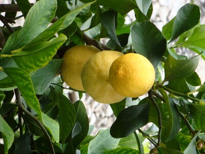 Tree yellow fruit