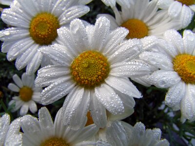 Flowers white garden plant