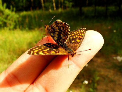 Butterflies on Fingers photo